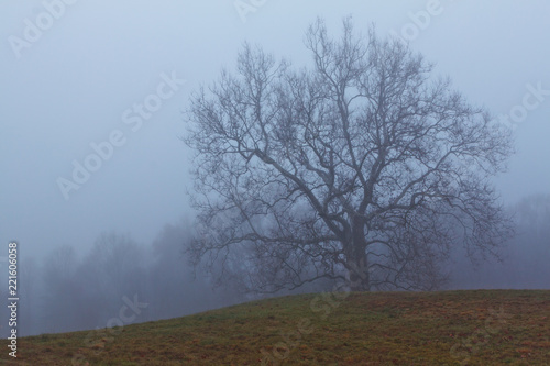 Old sycamore tree on a foggy morning