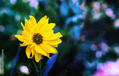 Arnica herb blossom on a dark background