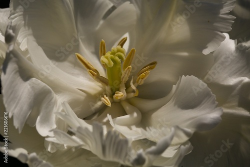 closeup of white flower exploded tulip