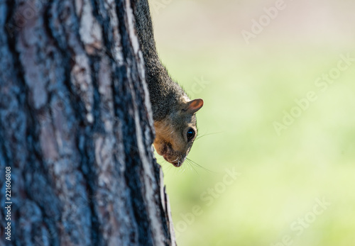 Cute squirrel at the Lake Balboa Park in Los Angeles, California, hiding behind the tree