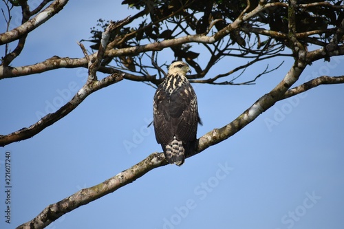 eagle on tree