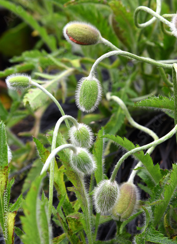 Fototapeta Naklejka Na Ścianę i Meble -  Geschlossene, behaarte Blütenknospen von Mohnblumen auf einer Wiese