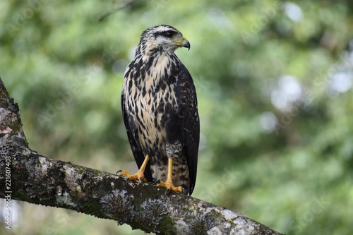 bird of prey