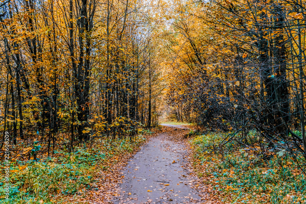 Naklejka premium Path in a forest with colorful autumn leaves