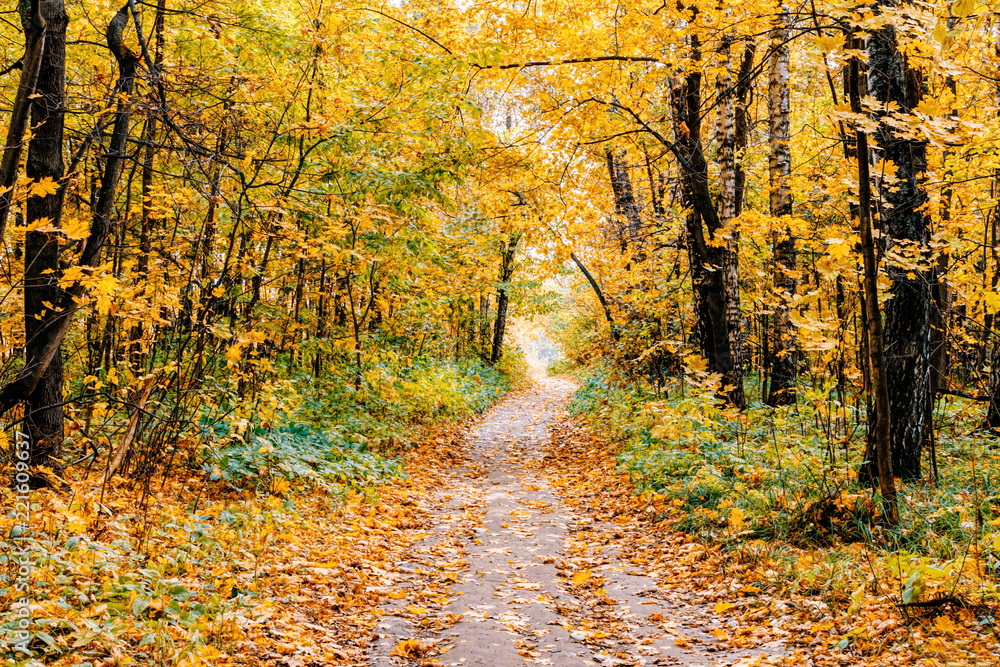 Obraz premium Path in a forest with colorful autumn leaves