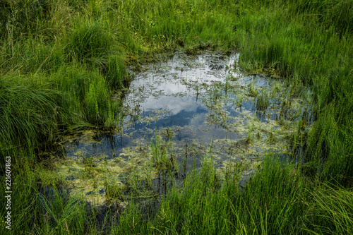 Swamp © Simon Šerc