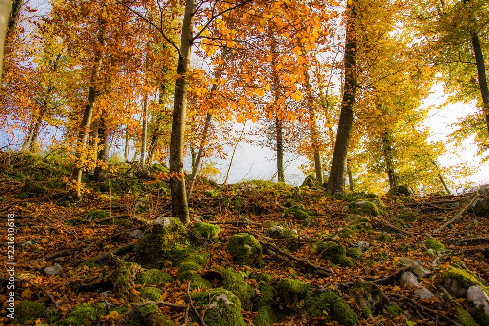 Autumn forest