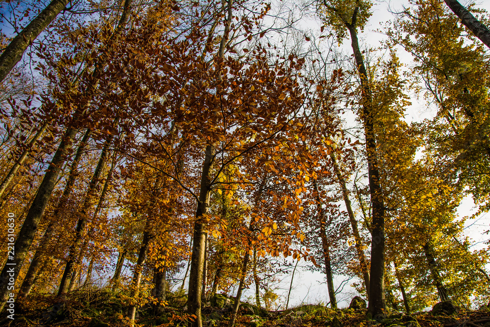 Autumn forest