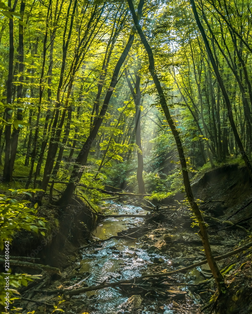 Obraz premium A foggy dawn in the spring forest. Dawn in the spring forest. Fog after the rain. Forest River.