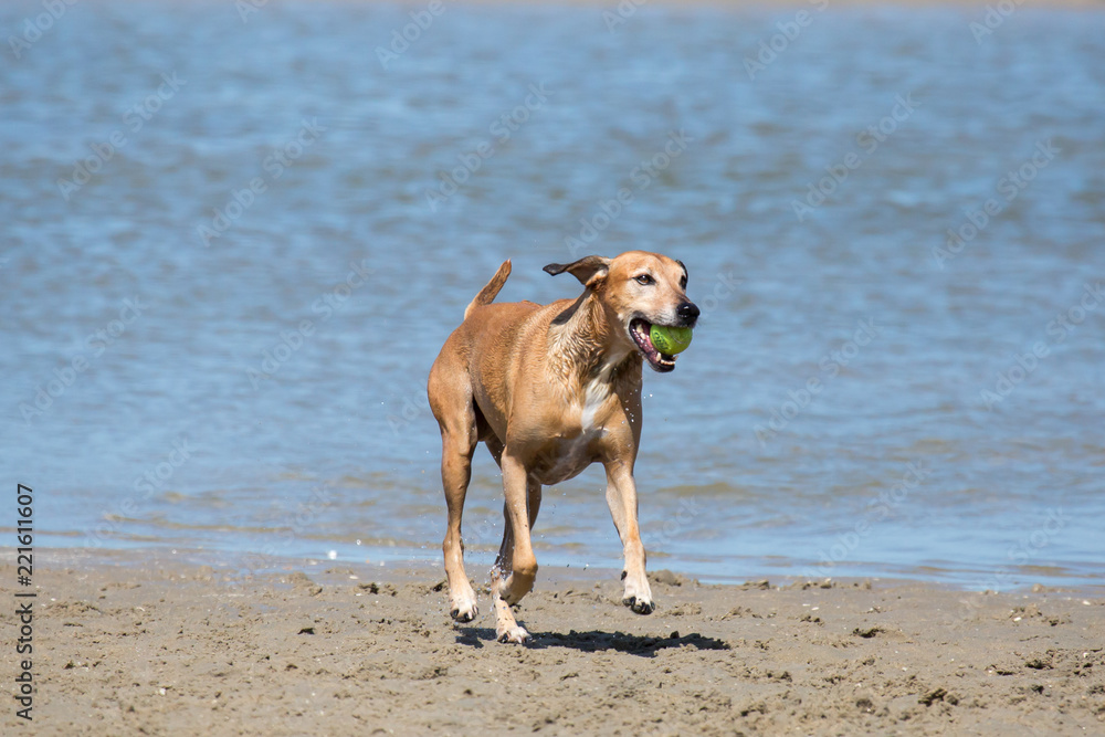 Hübscher spielender Hund im Meer