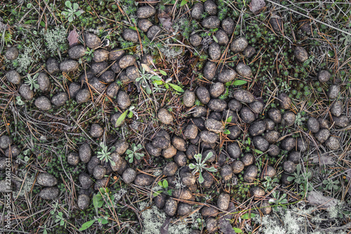 Old moose litter in the forest on dried grass close-up. Elk excrement, scat, shit.