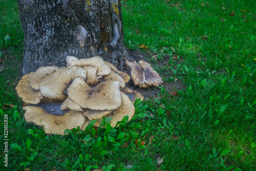 giant yellow triturium (tinder) mushroom parasite on the bark of a tree photo