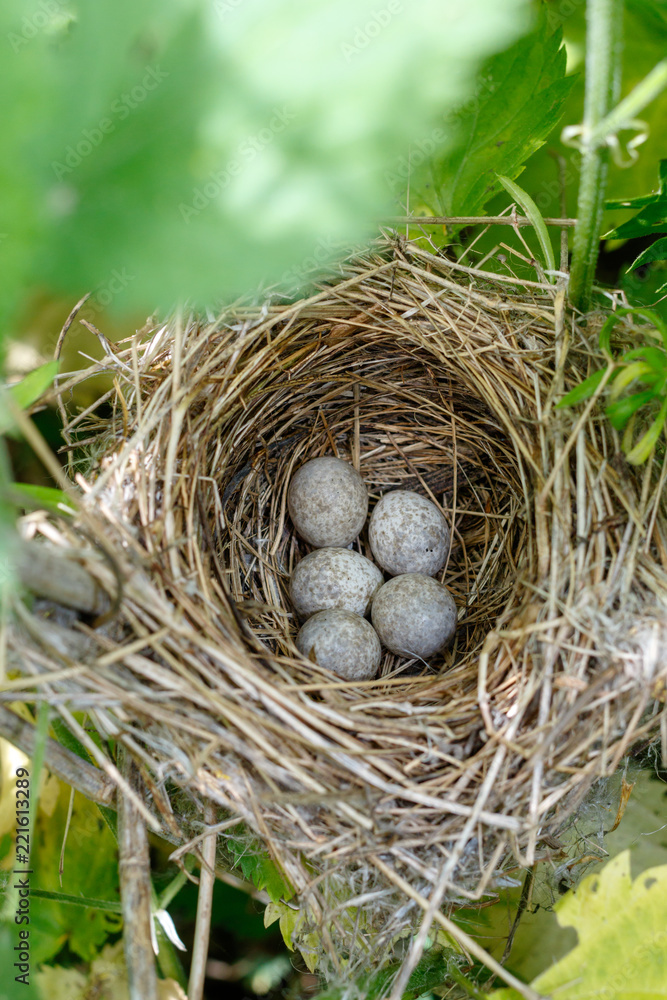 Acrocephalus dumetorum. The nest of the Blyth's Reed Warbler in nature. Acrocephalus dumetorum. The nest of the Blyth's Reed Warbler in nature.