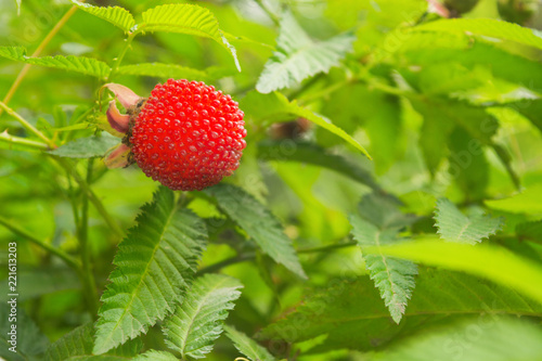 Closeup view of red exotic healthy Tibetan raspberry with green leaves