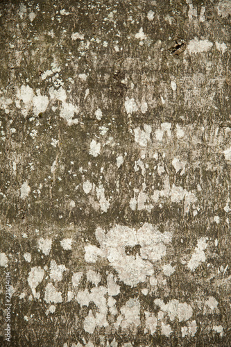 Beech bark texture background