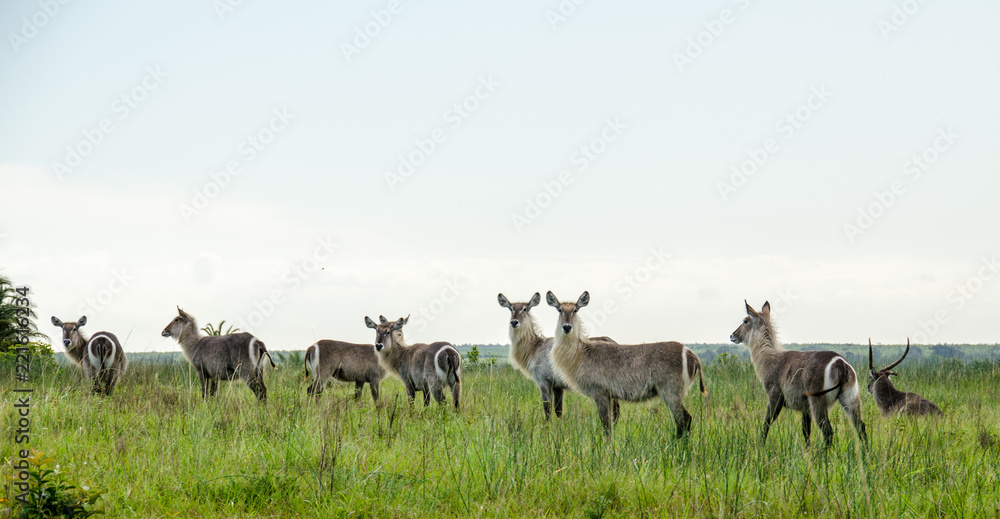 Obraz premium Waterbucks