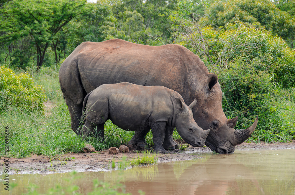 Fototapeta premium Breitmaulnashorn