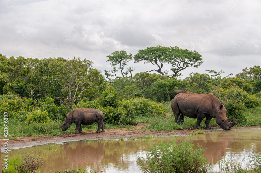 Fototapeta premium Breitmaulnashorn