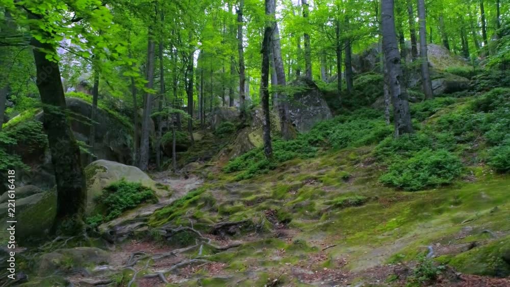 Flight inside rocky mountain forest with Green vegetation growing on a cliff Flight inside rocky mountain forest with Green vegetation growing on a cliff