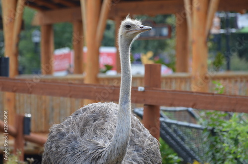 Ostrich in the outdoors