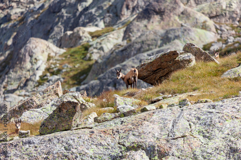 Un chamois dans le Mercantour