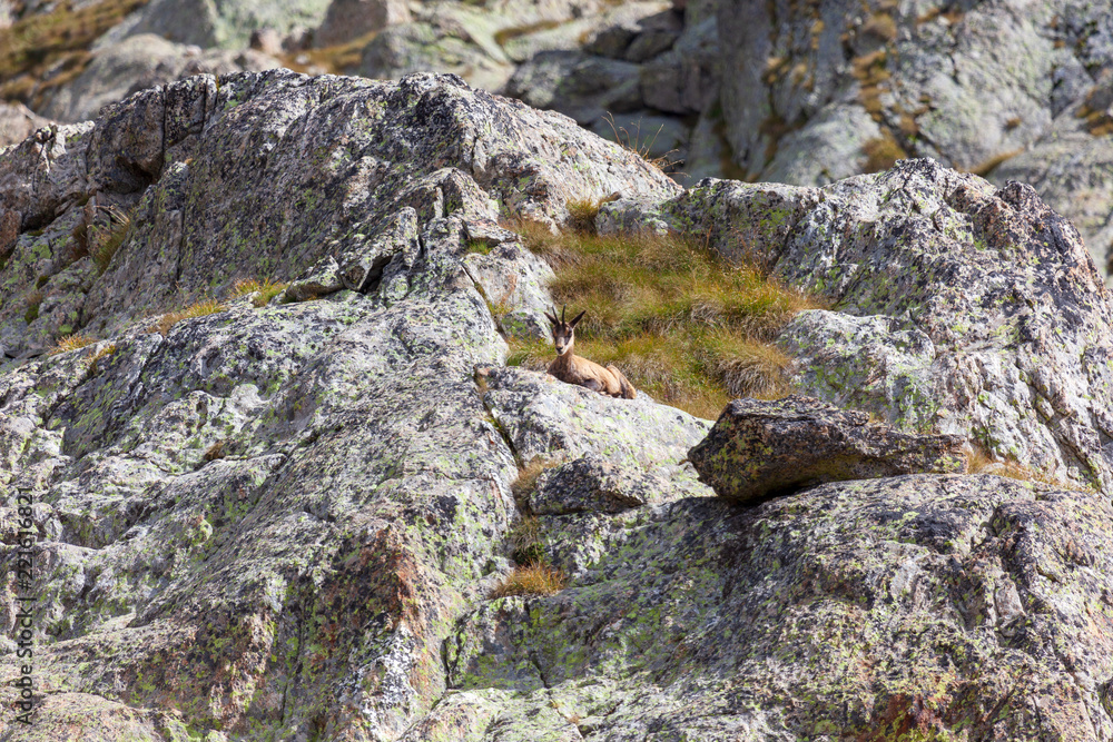 Un chamois au repos dans le Mercantour