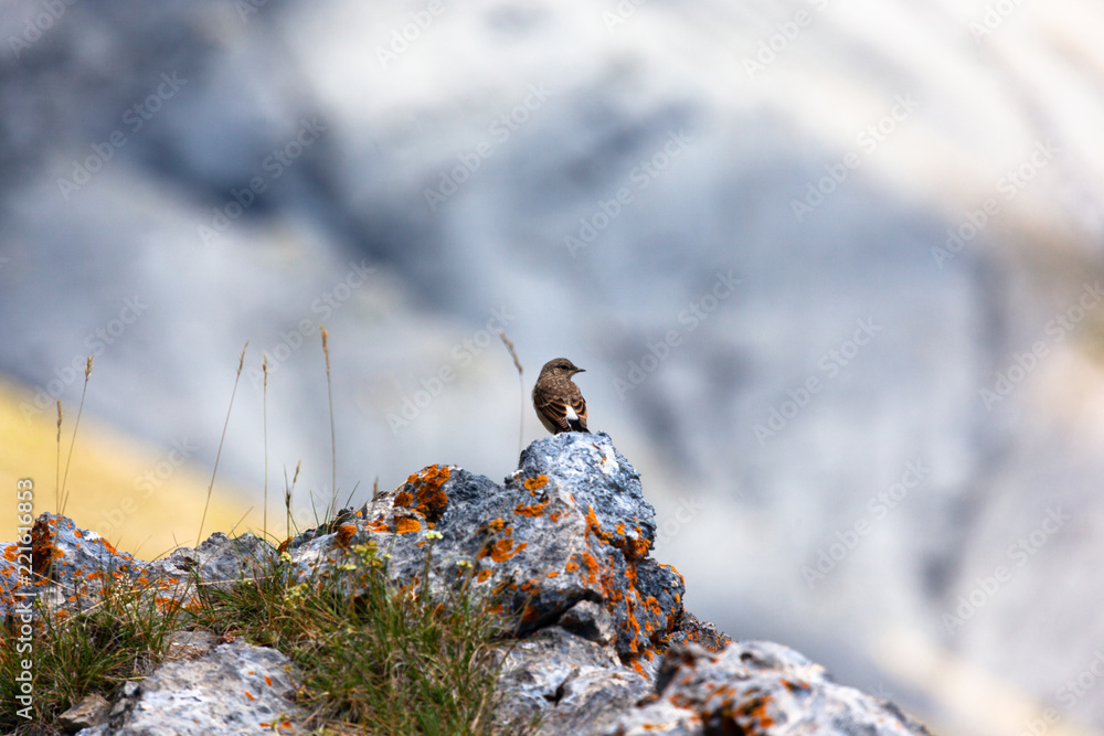 Un oiseau dans le Mercantour