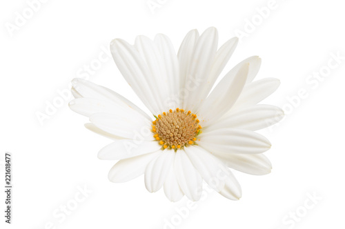 Fototapeta Naklejka Na Ścianę i Meble -  Osteosperumum Flower Daisy