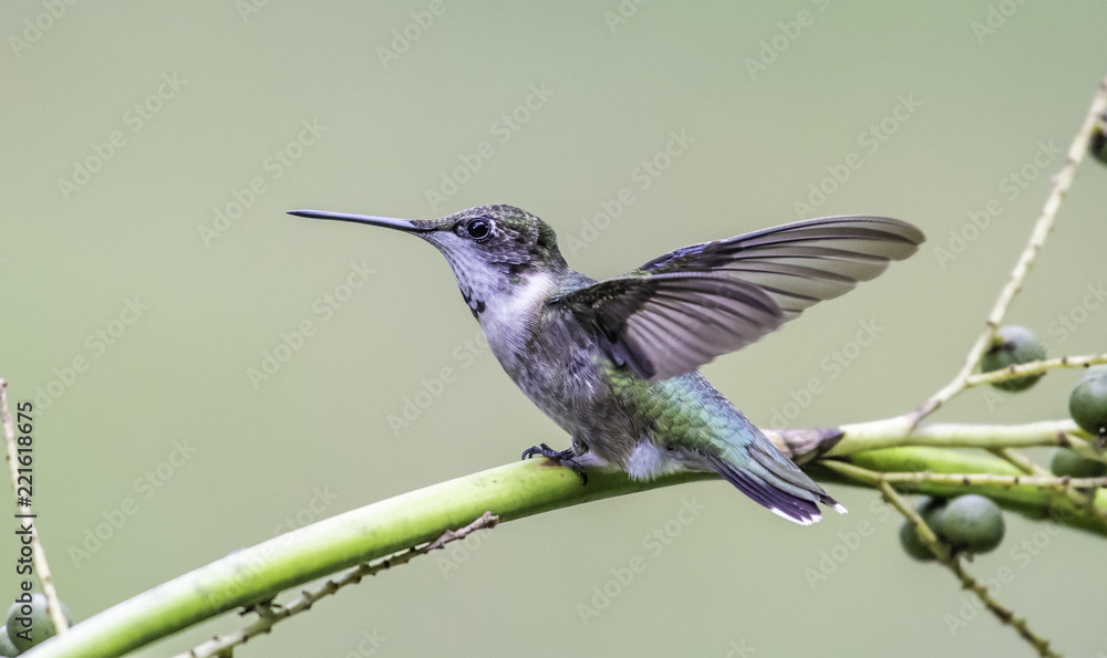 Fototapeta premium Hummingbird