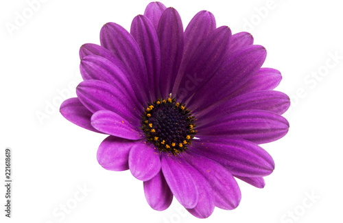 Fototapeta Naklejka Na Ścianę i Meble -  Osteosperumum Flower Daisy