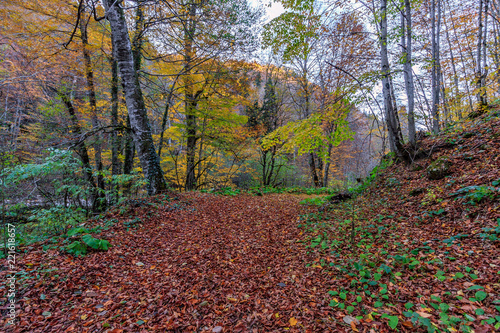 Scenic landscape of mixed sunny golden autumn forest in the evening with fallen leaves that covered the ground. West Caucasus in October