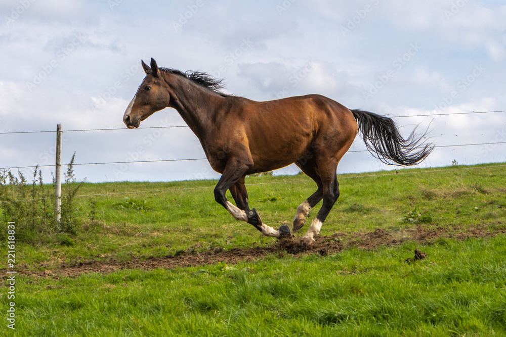 braunes Pferd in vollem Galopp auf der Koppel