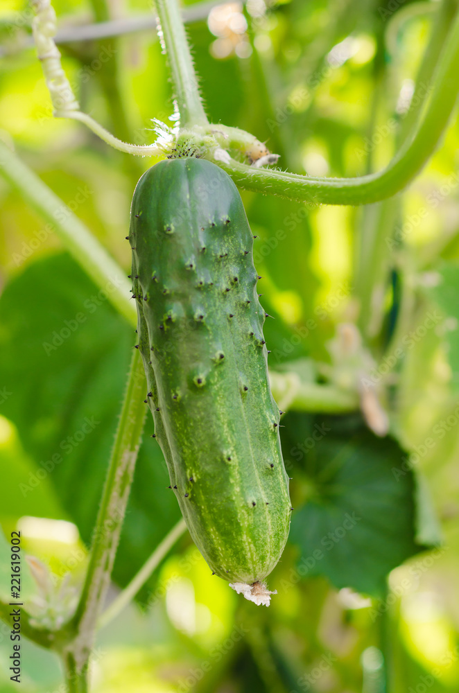 Cucumbers in garden in summer Cucumbers in garden in summer