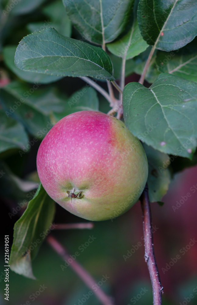 A ripe red apple on the tree A ripe red apple on the tree