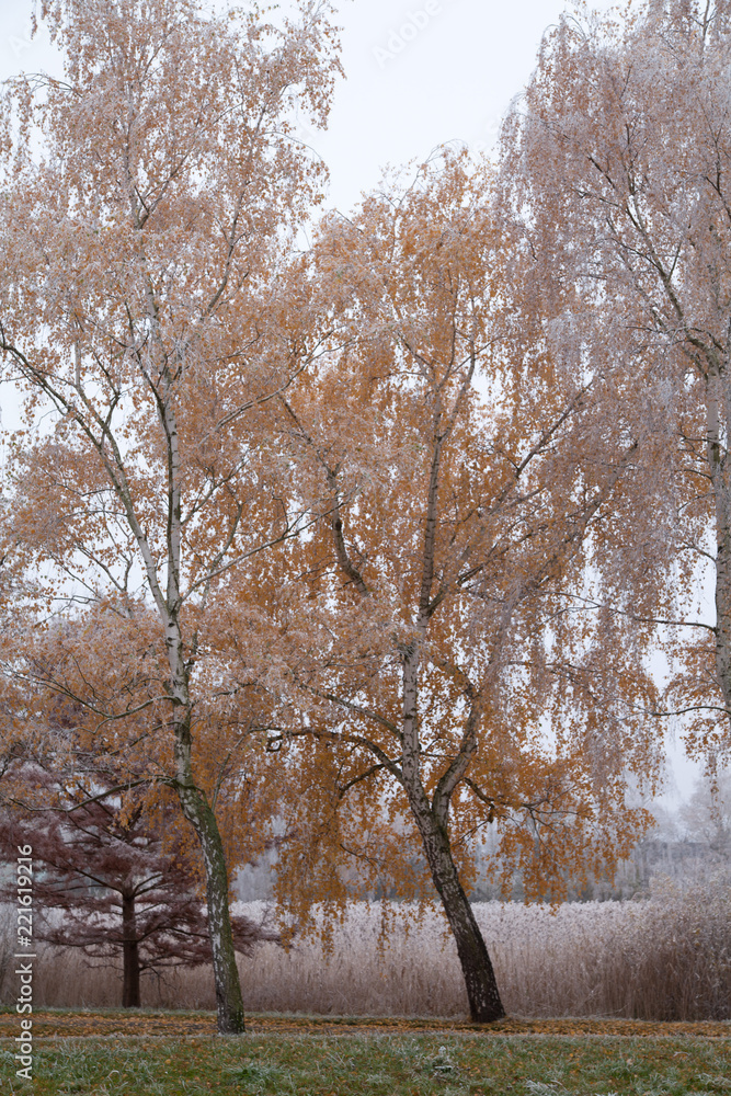 Fototapeta premium Birken im Herbst