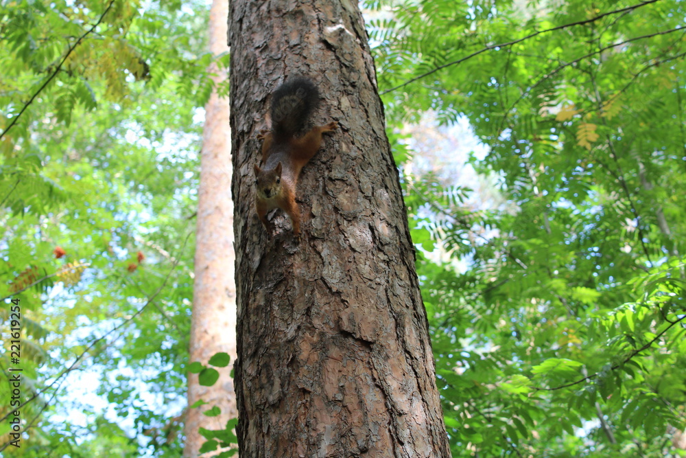 Photo squirrels in a summer Park on a tree. Photo squirrels in a summer Park on a tree.