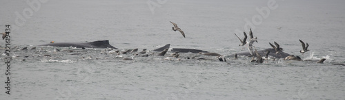 Feeding Frenzy of Humpback Whales, California Sea Lions and Birds, Monterey Bay