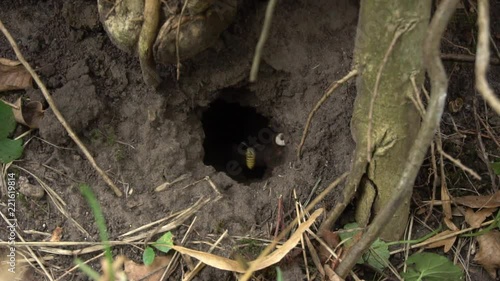 Slow motion of autumn and evening wasps Polistes nimpha black-and-yellow and striped color flying over the entrance to the earthen nest in brown roots in the foothills of the Caucasus photo