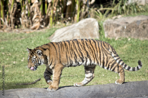 Fototapeta Naklejka Na Ścianę i Meble -  tiger