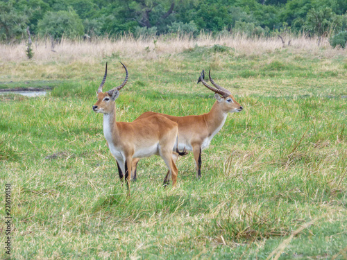 African impala, aerpyceros melampus, Botswana