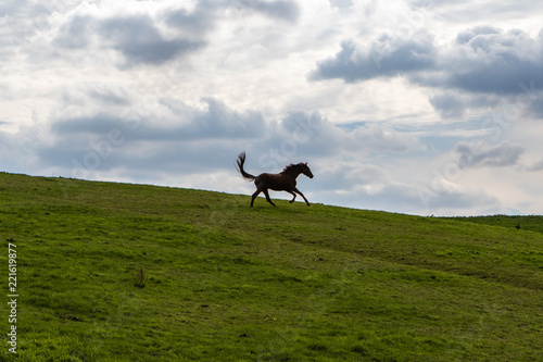 einzelnes Pferd galoppiert aufgeregt am Horizont über die Wiese