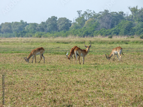 African impala  aerpyceros melampus  Botswana