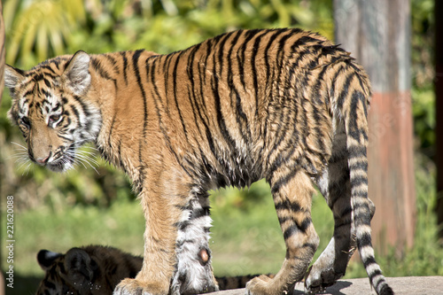 Fototapeta Naklejka Na Ścianę i Meble -  tiger