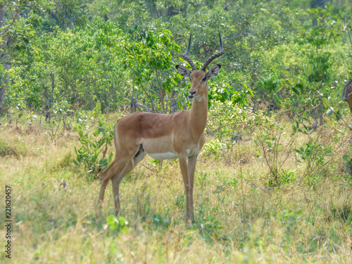 African impala, aerpyceros melampus, Botswana © Miguel Almeida