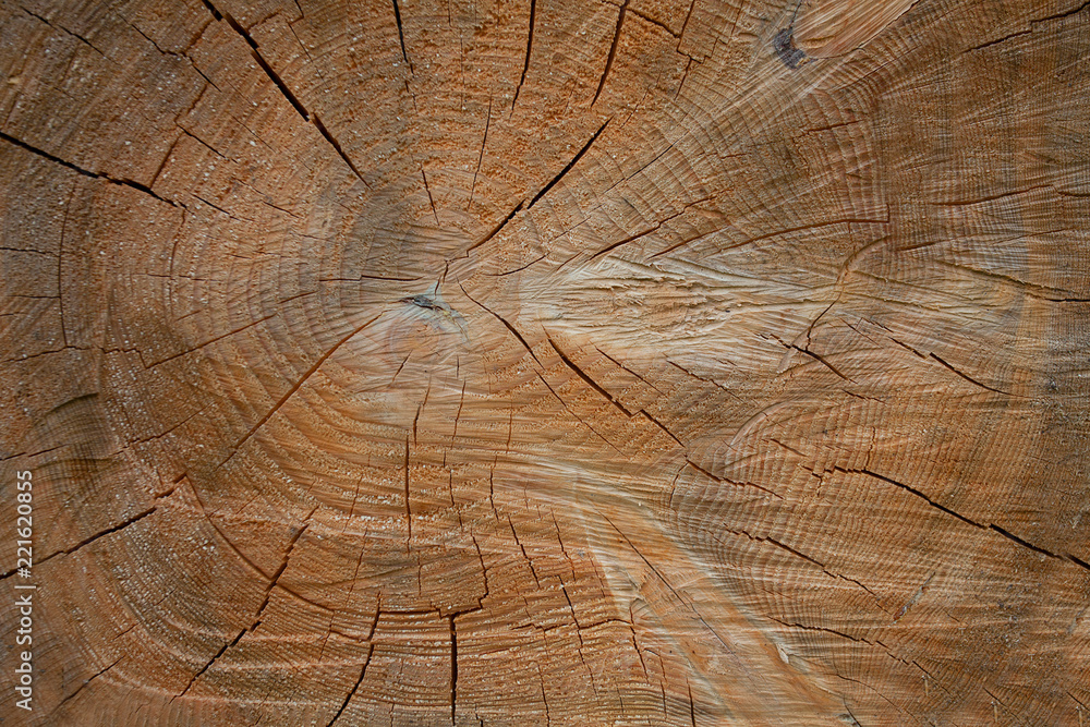 wooden log close up