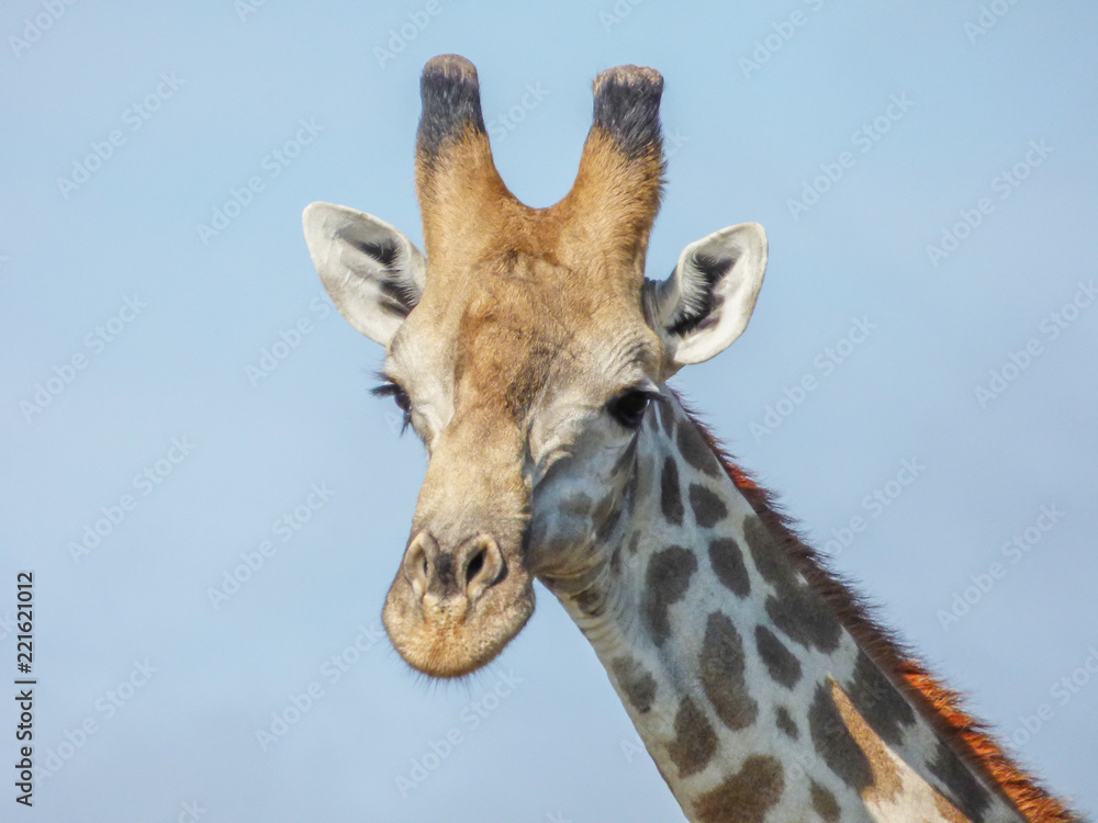 Fototapeta premium Safari theme, African Giraffe detailed in natural habitat