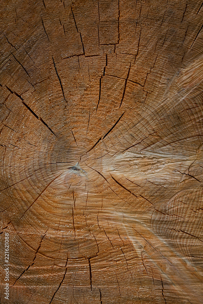 Fototapeta premium wooden log close up