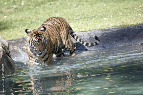 Fototapeta Naklejka Na Ścianę i Meble -  tiger cub