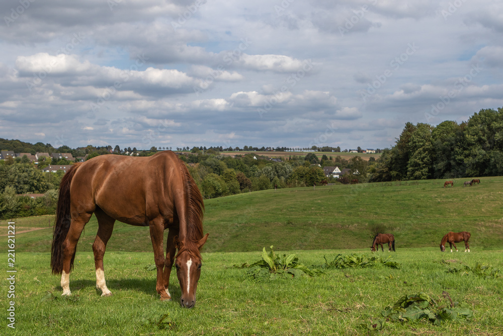 Obraz premium weite Landschaft mit Pferden