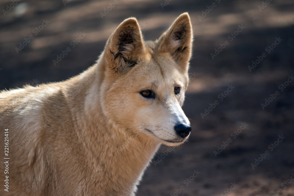 golden dingo